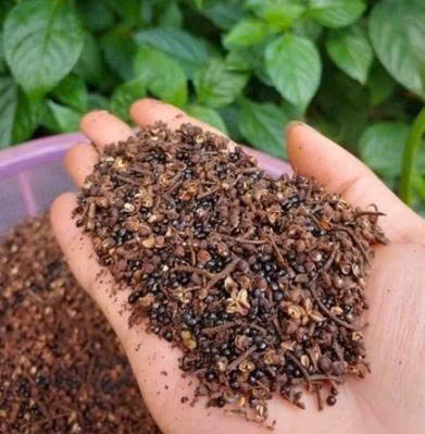 Mắc Khén Rừng Điện Biên